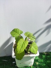 Mélisse citronné officinale 1 plant en godet    bio vivace 