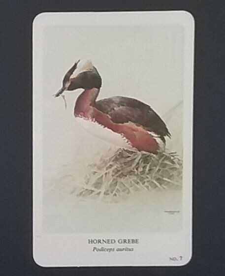 General Cigar Company Trading Card - No. 7 Horned Grebe - Card 1