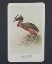 General Cigar Company Trading Card - No. 7 Horned Grebe - Card 1