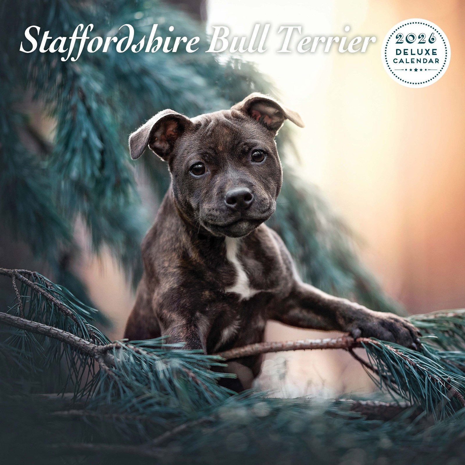 Staffordshire Bull Terrier 2026 Deluxe Calendar