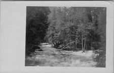 RPPC POSTCARD Tree Scene undivided back 1905-1908 playle stamp box