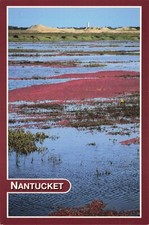 Nantucket Massachusetts Cranberry Bog Fall Harvest Vintage Postcard Unposted