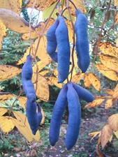2x Decaisnea fargesii, Blue Sausage Shrub, rare edible shrub, hardy,