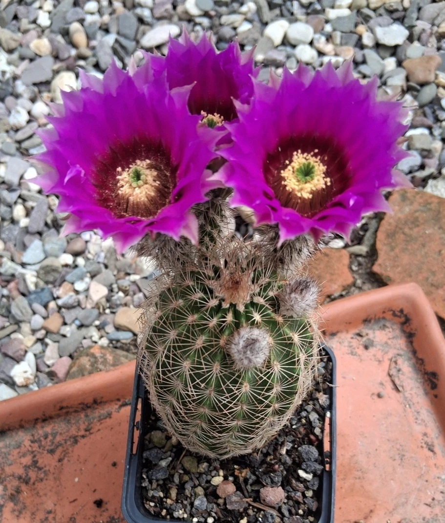 rebutia kaktus Crown Cactus main image 1