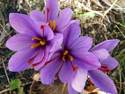 12 Crocus Sativus-''The Famous Saffron Crocus''(Pack of 12 Large Bulbs)Zones: 4-9