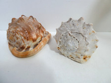 2 VINTAGE SEA SHELLS - CONCH - BEACH THEME DECOR
