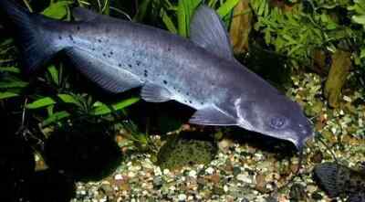 CATFISH ARE HERE 25 LIVE BLUE CHANNEL CATFISH