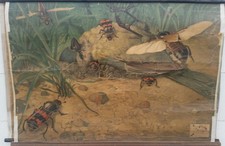 antike Schulwandkarte WELT DER KLEINTIERE Vintage Schulkarte(AG)KARTE WANDKARTE