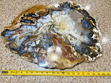Opalized Petrified Sequoia  from  Washington 33 LBS  polished slap (VERY RARE)
