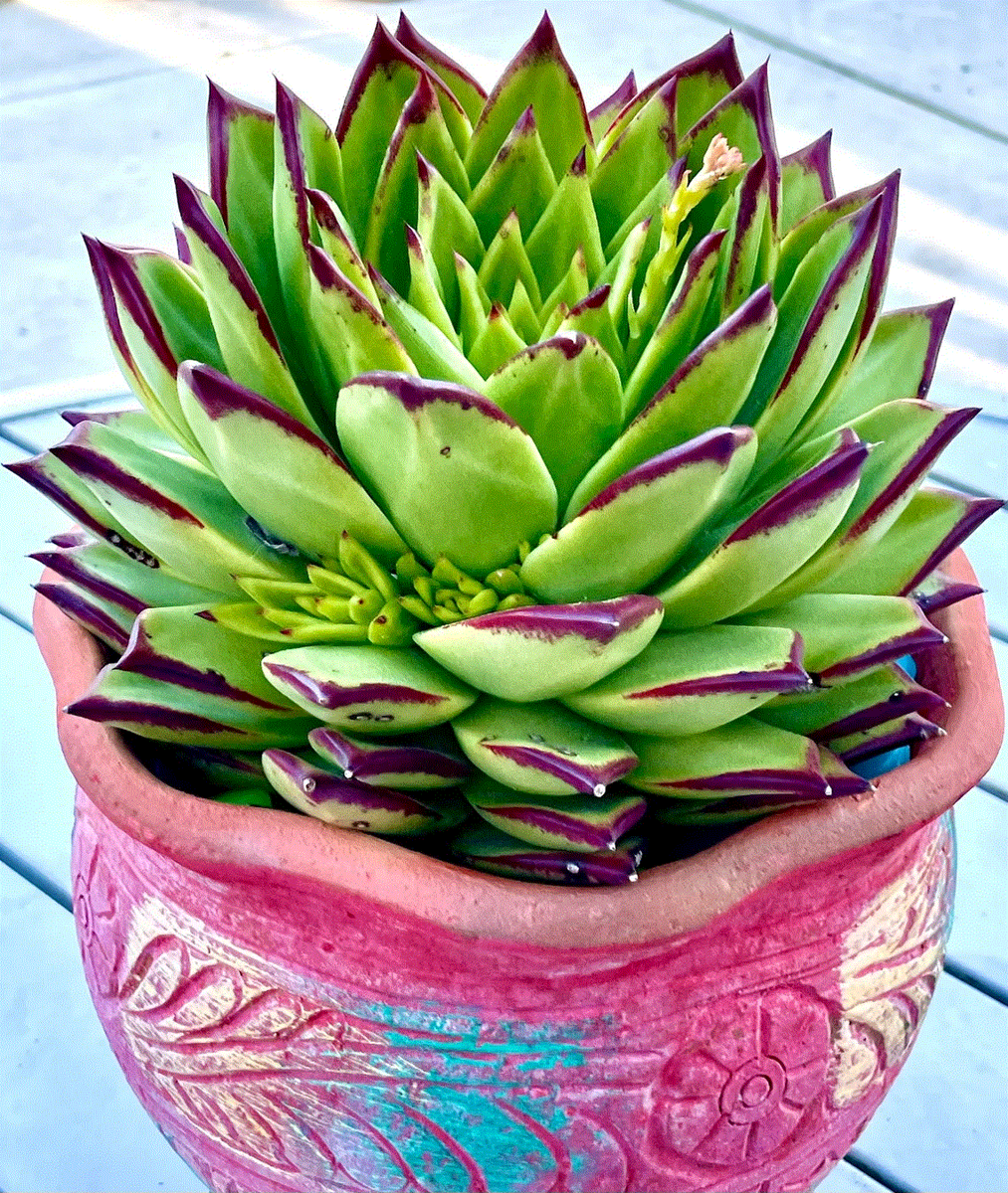aloe gewächse Aloe Vera „Alfonso“ – Aloe-Vera-Pflanze in Gärtnerqualität kaufen main image 0