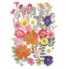 17 Types 48PCS Real Dried Pressed Flowers Leaf Plant Herbarium for DIY Resin ...