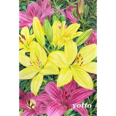 Colored pencil drawing ''Aya 3'' - Lily - Postcard size, with