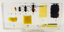 Lifecycle of Honey Bee in 5.5" Lucite Resin Science Education Paperweight Block