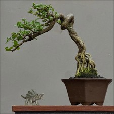 Real Picture Bonsai Premna Microphylla Expose Roots  Bonsai  Bonsai PremnaMame