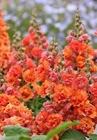 25 Bright Orange Hollyhock Seeds Perennial Flower Seed Flowers 305 US SELLER