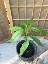 Avocado Fruit Tree Live Plant 15” Trimmed Ready To Plant No Pot