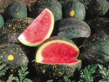 Moon and Stars Red Watermelon Seeds 15 Ct Fruit 15-25 lbs NON-GMO FREE SHIPPING
