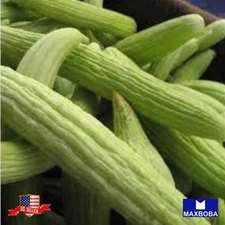 Cucumber Yard Long Seeds - Armenian - Organic Non-GMO Heirloom
