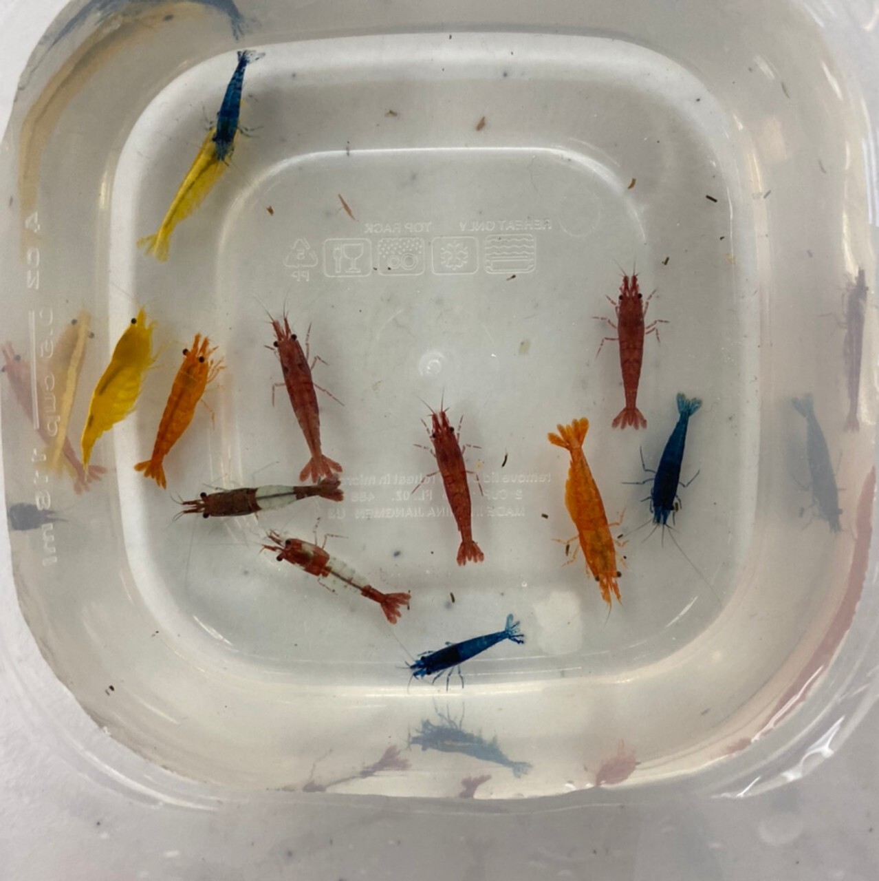 25-2-skittles-mix-freshwater-neocaridina-aquarium-shrimp-live