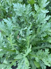 Shungiku Seeds, NON-GMO, 3 Color Daisy, Garland Chrysanthemum, FREE SHIPPING