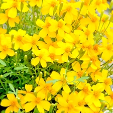 MEXICAN MINT MOSQUITO INSECT REPELLENT 20 SEEDS HERB MEDICINAL FREE SHIPPING!