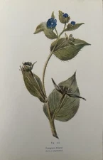 Antique Print 1910 Botanical – Evergreen Alkanet – Grace Layton Flowers