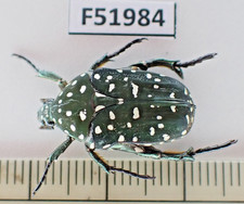 F51984. Unmounted insects, Cetoniidae sp. Vietnam South