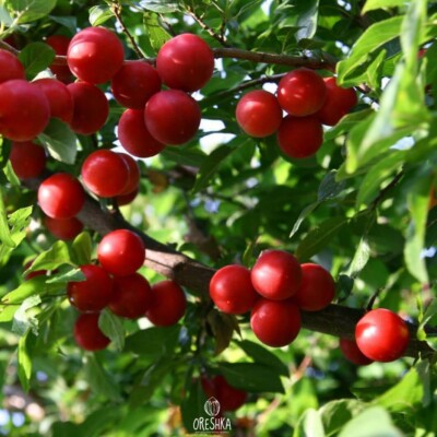 Prunus cerasifera rot mittel Früchte 5 Stück frische Samen, Kirschpflaume rot mittel