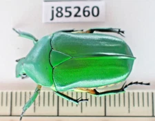 j85260. Insects, Cetoniidae sp. Vietnam Central. A2