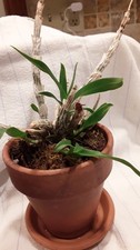 Dendrobium Lechia Lynn Orchid