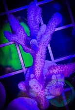 SAF~”WYSIWYG” German Blue Montipora Digitata, Monti, Acro, SPS