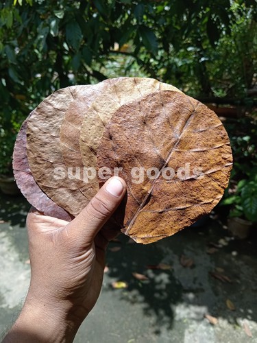 200Pcs Indian Almond Leaf 5'' Catappa Ketapang Leaves Aquarium Betta Fish Shrimp - Picture 8 of 13