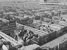 8" x 10" 1943 Photo Chicago, Illinois. Union stockyard