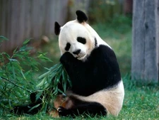 Panda Bear Eating Grass 8x10 Picture Celebrity Print