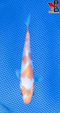 6" HARIWAKE Live Koi Fish Garden Pond 11/10