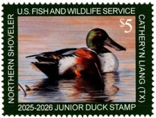 #JDS33 2025 - 2026 Junior Duck Stamp - Northern Shoveler - MNH