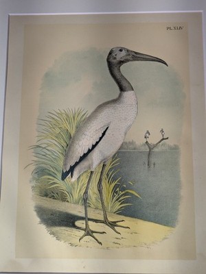 1881 Matted Print Birds Of North America Wood Stork, Original Studer 16x20
