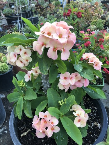 4 Crown of Thorns / cutting beautiful  flowers Mix  Different Color 6”+ - Picture 5 of 10