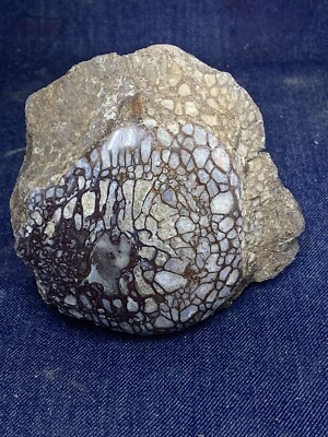 Petrified Dinosaur Bone Display Piece 2.1 Lbs .
