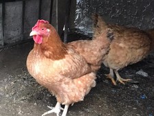 10 UOVA FECONDATE DI GALLINE OVAIOLE MARRONI 