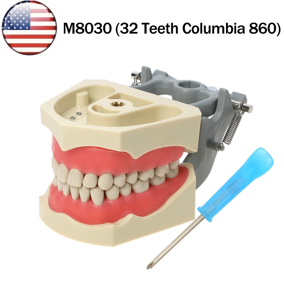 10 Denti Singoli Per Typodont – Ricambio Per Modelli Dentali Columbia Dentoform 860