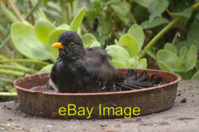 Photo 6x4 Blackbird (Turdus merula) Southgate/TQ3094 Birds need to bathe c2008