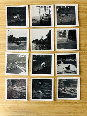 Vintage SAN FRANCISCO ZOO Photo Collection Lot Of 12 December 1966