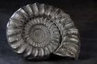 FOSSILS AMMONITE MUSEUM 9.5kg 130 MILLION YEARS OLD AMMONOIDEA DECORATIVE EXCELLENT