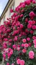 200pcs Pink Climbing Rose Seeds  Heirloom Variety for Outdoor Garden  Trellis
