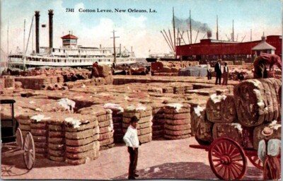 Vintage Postcard Shipping Cotton at Cotton Levee New Orleans Louisiana LA   Y573