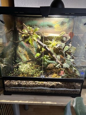 Exoterra Größe M 60x45x60cm BxTxH Ohne Tiere, Echte Pflanzen! Schöner  Blickfang