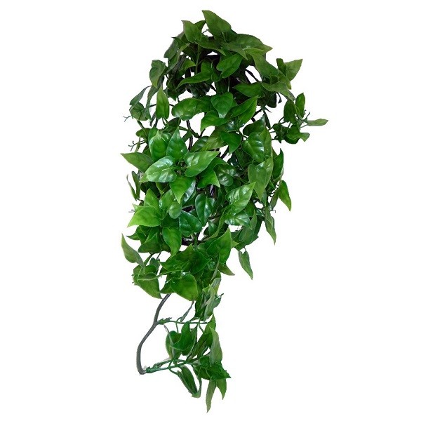 big zz raven plant Raven ZZ Plant 10 inch main image 1