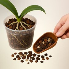 Waldor Orchids | eBay Stores