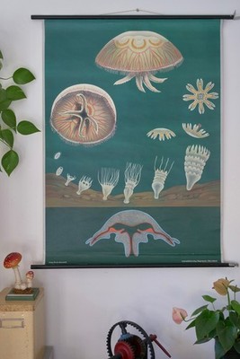 VINTAGE | SCHULWANDKARTE QUALLE JELLY FISH JUNG KOCH QUENTELL | SCHOOL CHART